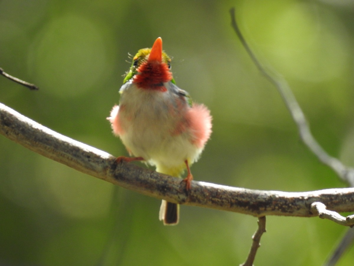 Cuban Tody - ML637958489