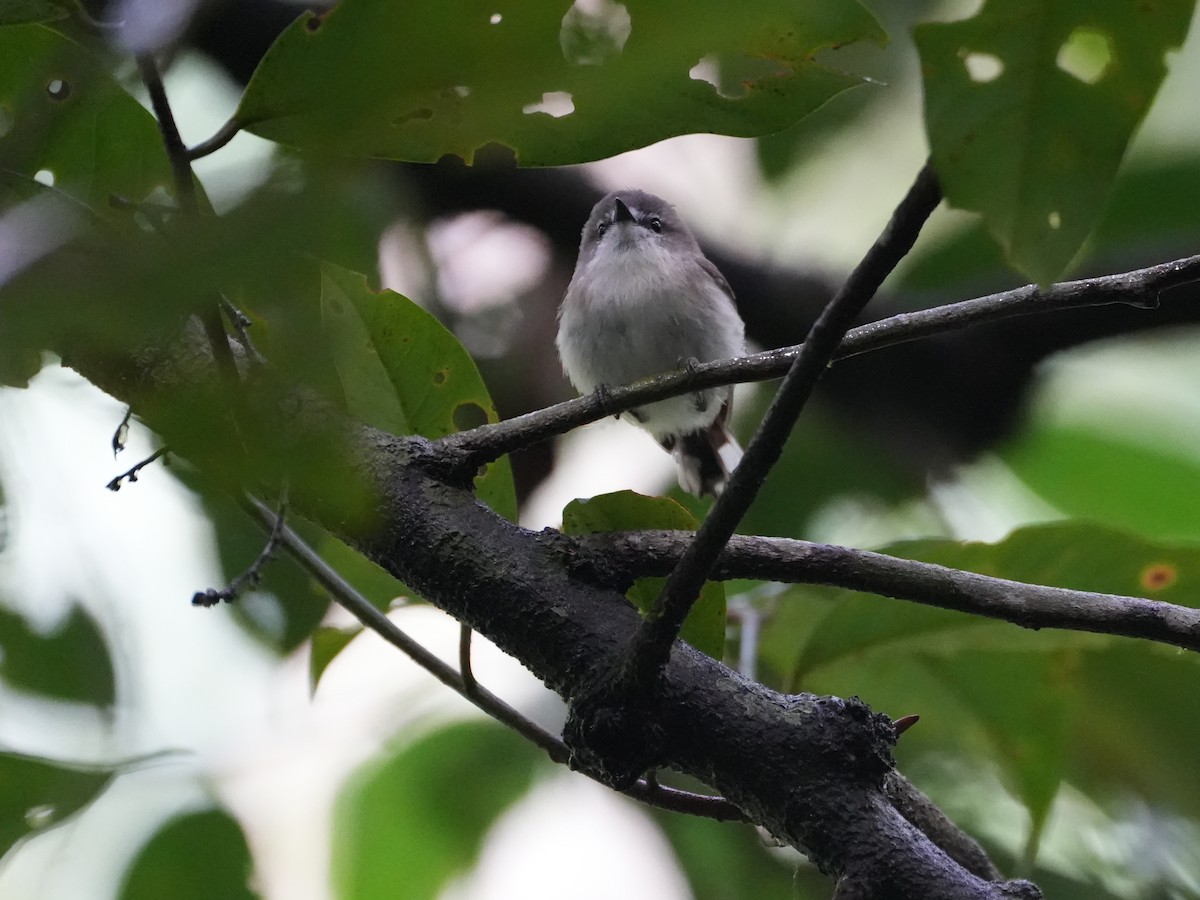 Brown Gerygone - ML637958522