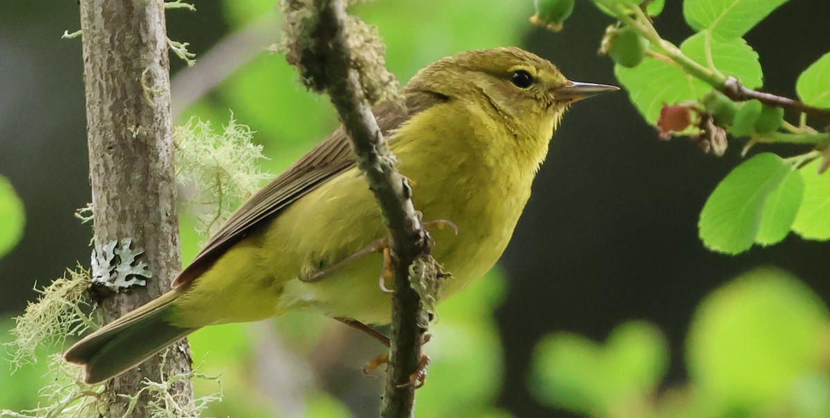 Orange-crowned Warbler - ML637958525
