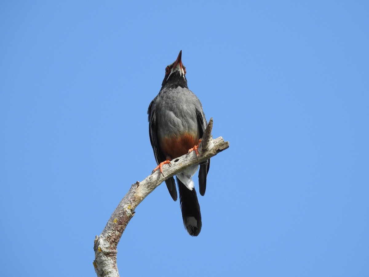 Red-legged Thrush - ML637958527