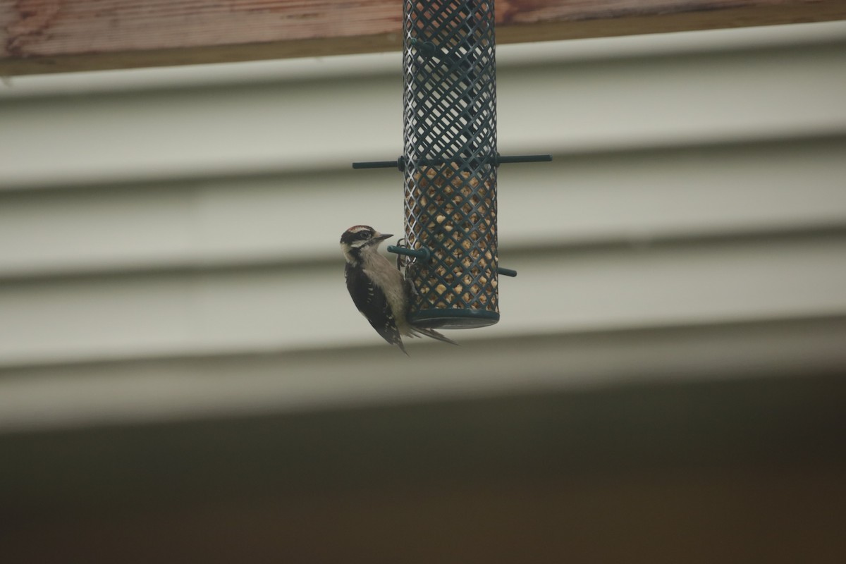 Downy Woodpecker - ML637958528