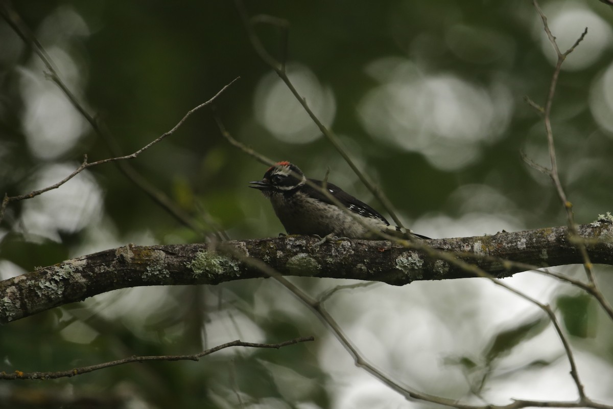Downy Woodpecker - ML637958529