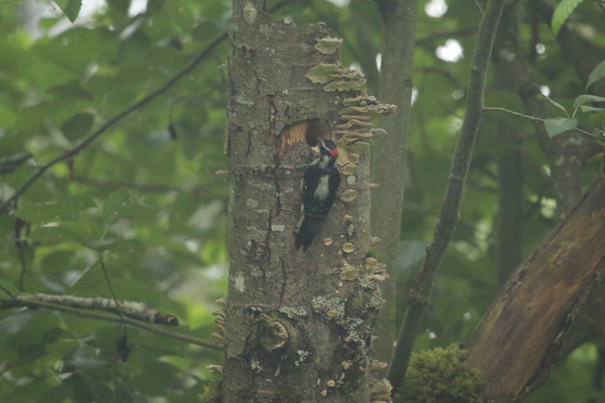 Downy Woodpecker - ML637958530