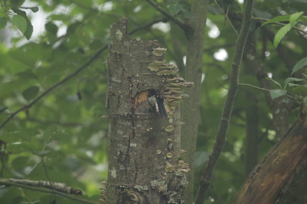 Downy Woodpecker - ML637958531