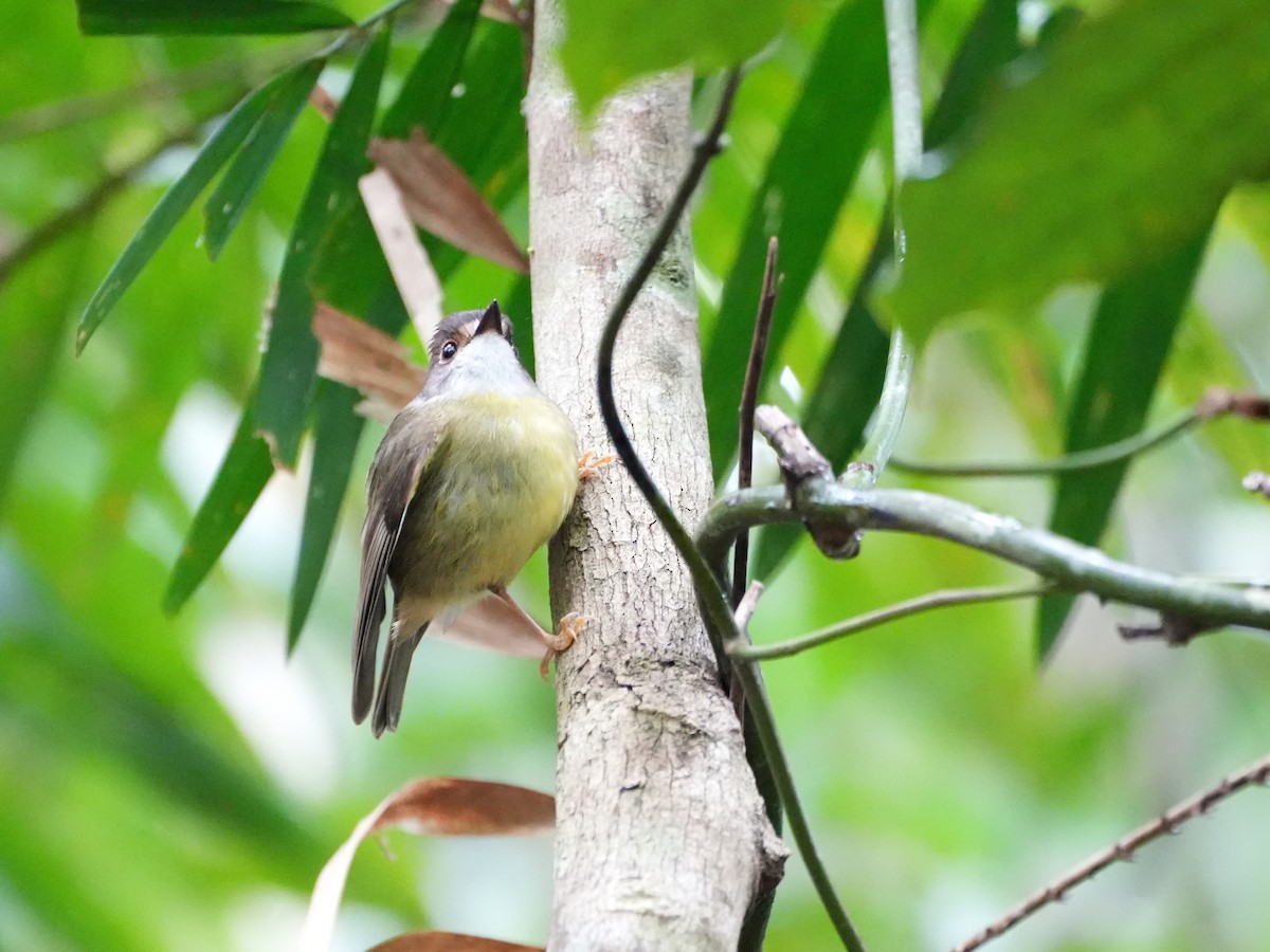 Pale-yellow Robin - ML637958535