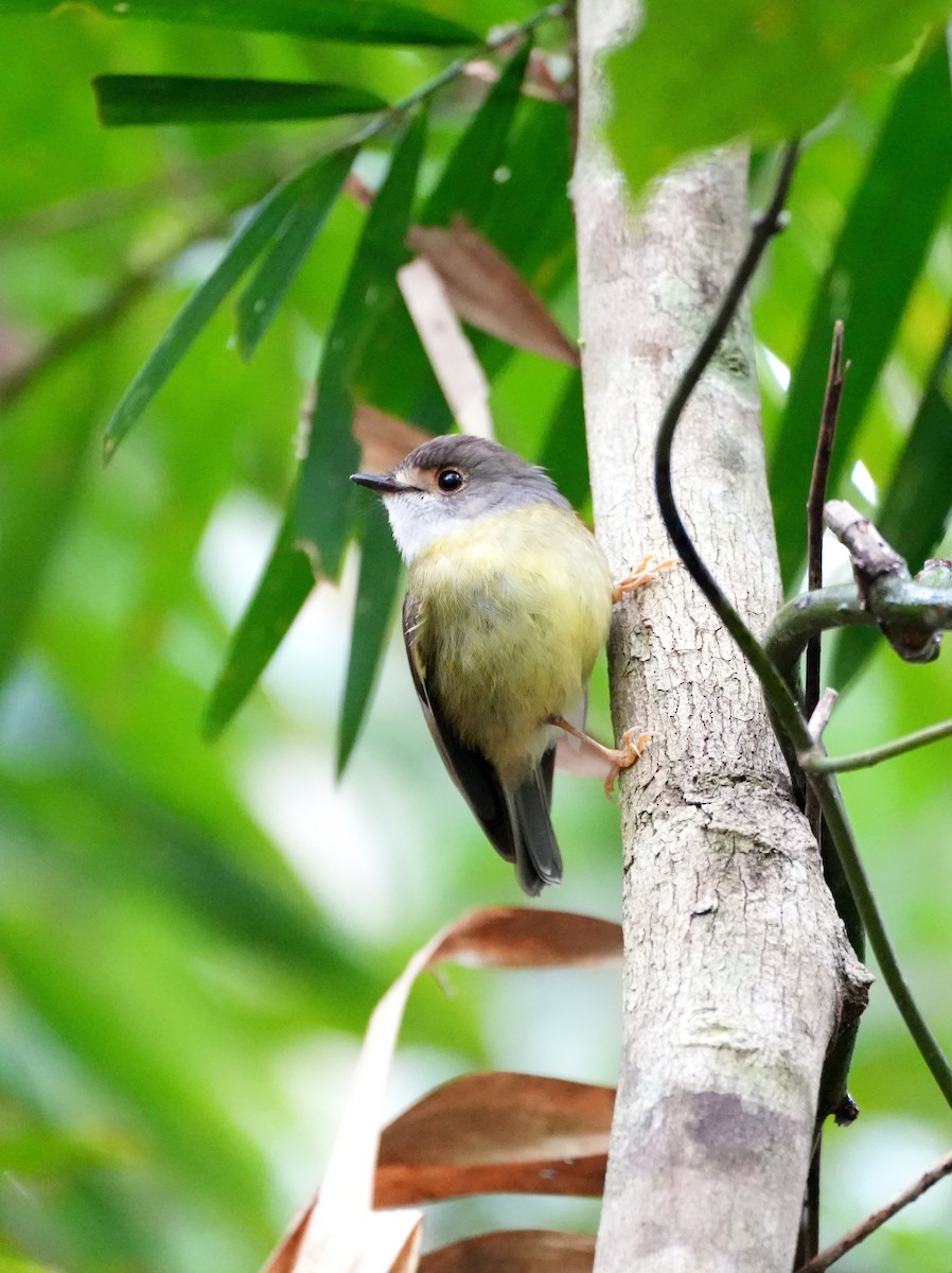Pale-yellow Robin - ML637958536