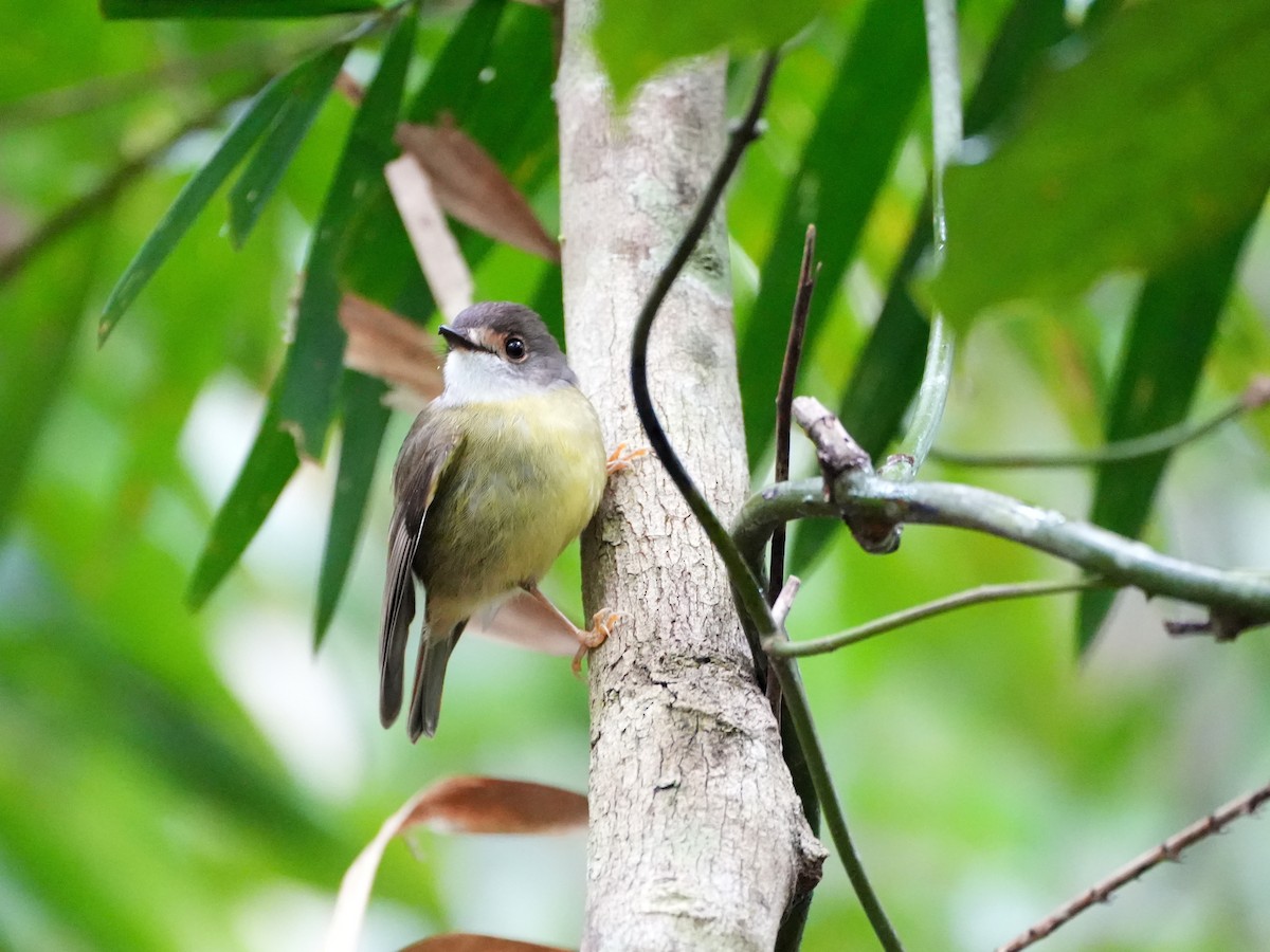 Pale-yellow Robin - ML637958537