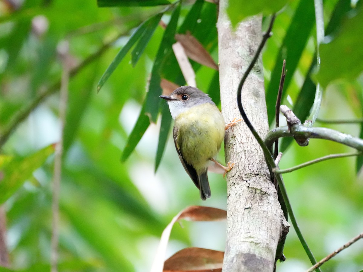 Pale-yellow Robin - ML637958538
