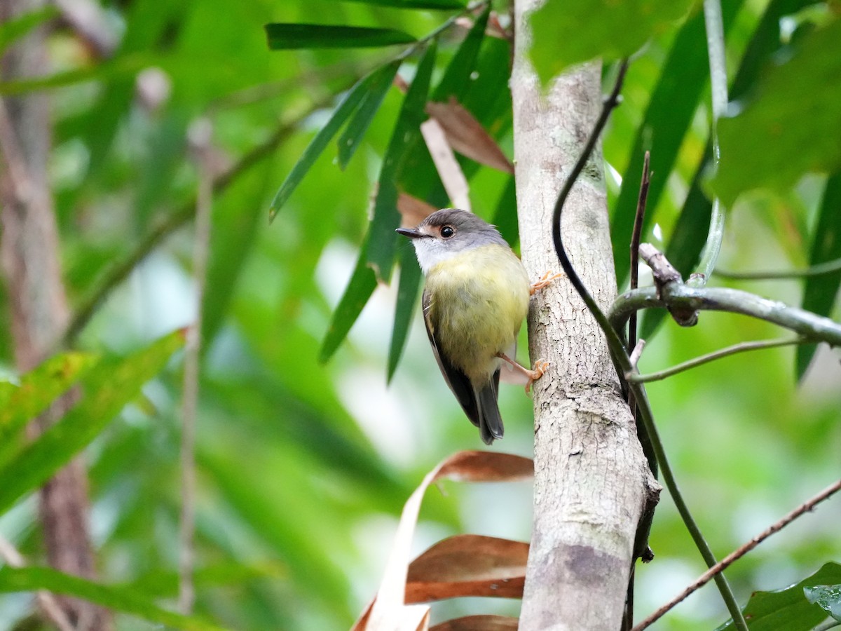 Pale-yellow Robin - ML637958543