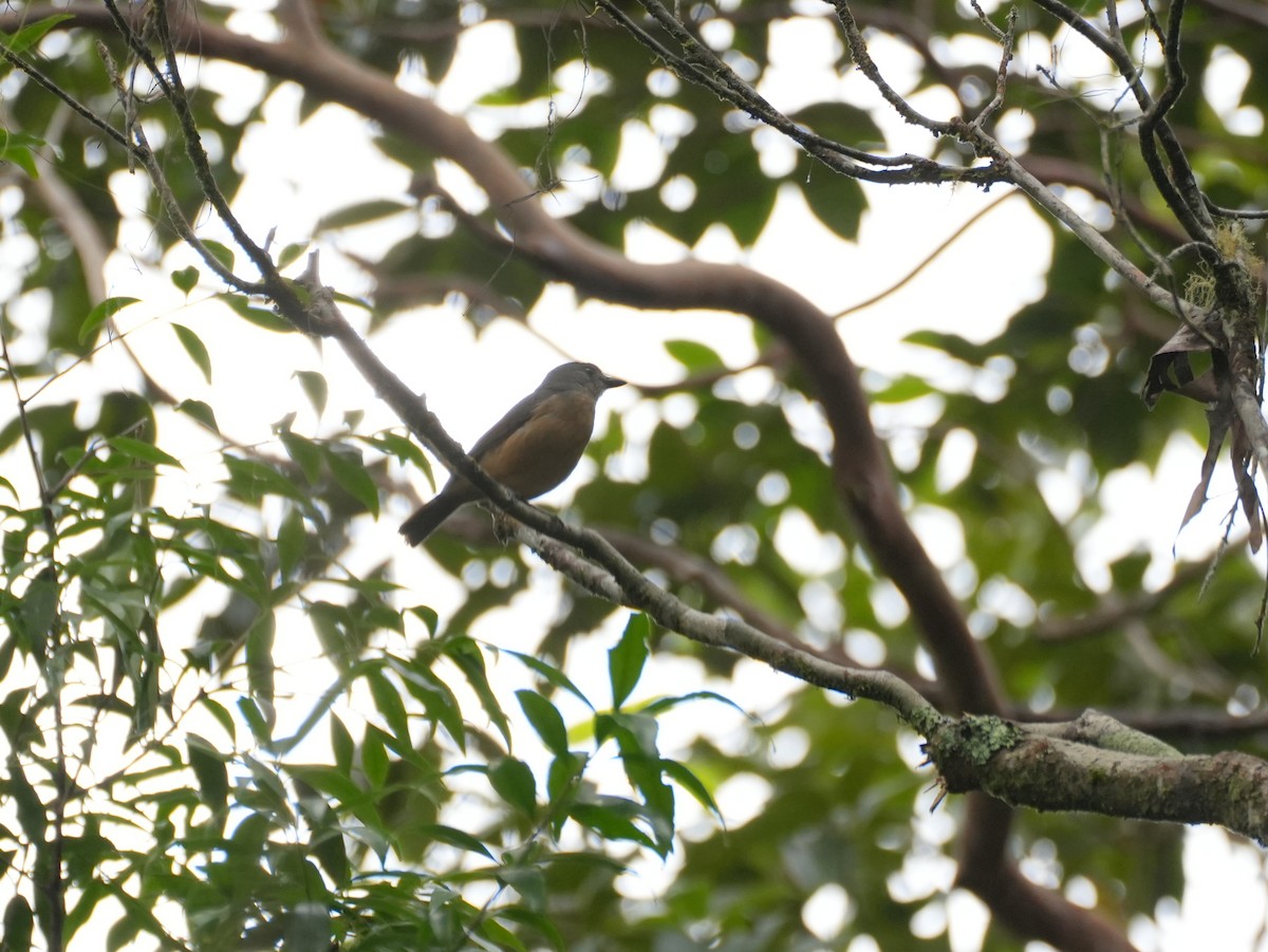 Atherton Scrubwren - ML637958544
