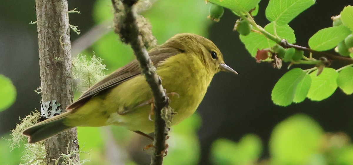 Orange-crowned Warbler - ML637958545