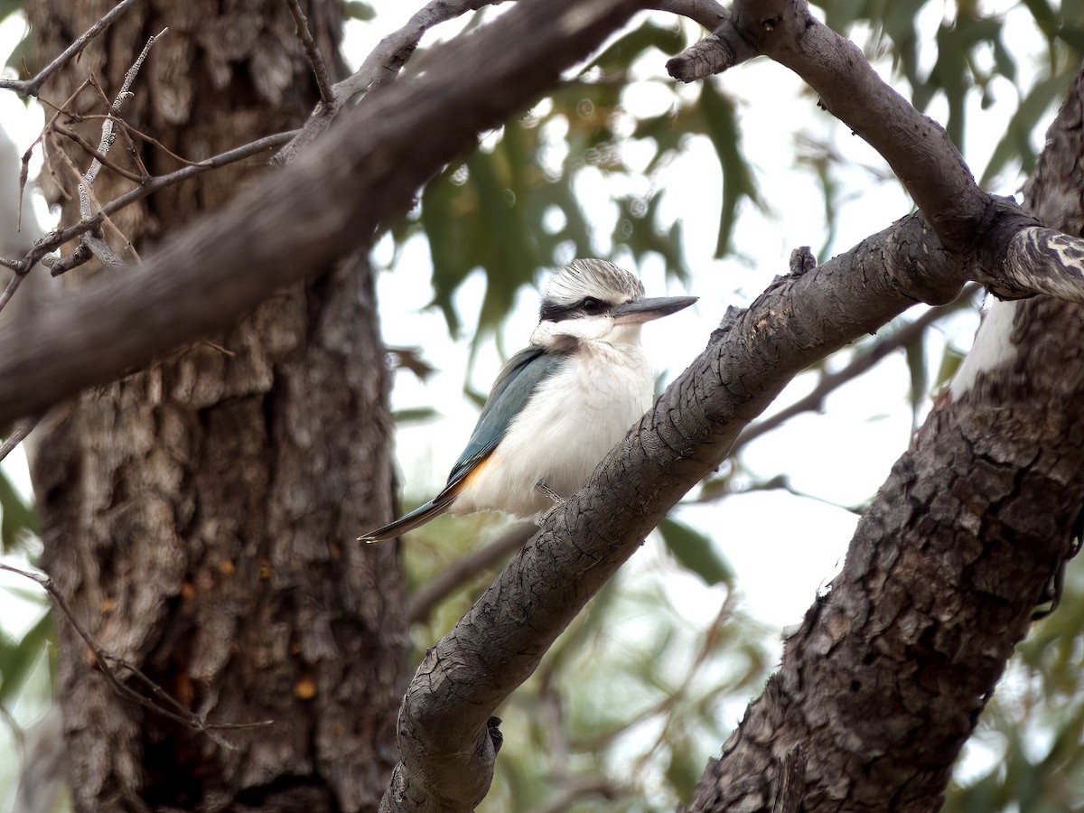 Red-backed Kingfisher - ML637958574