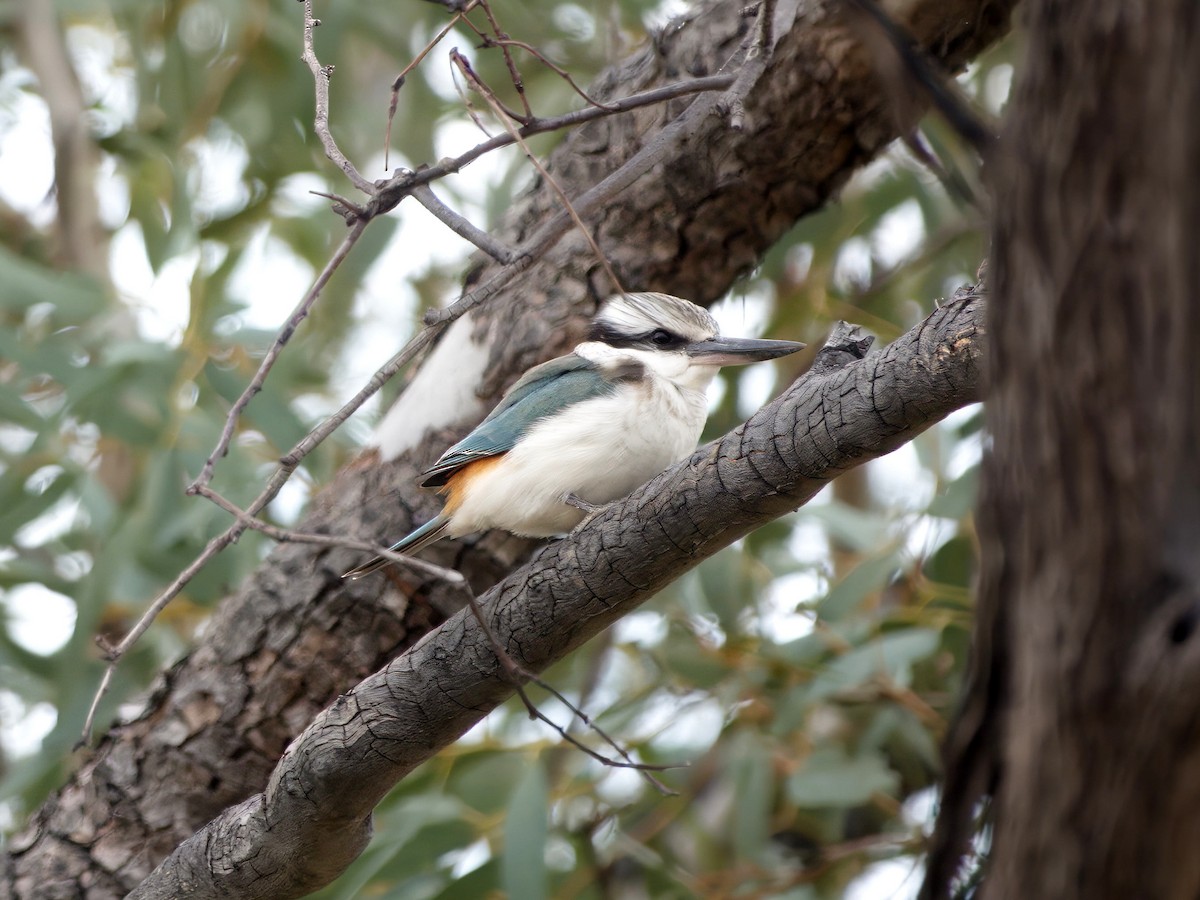 Red-backed Kingfisher - ML637958575