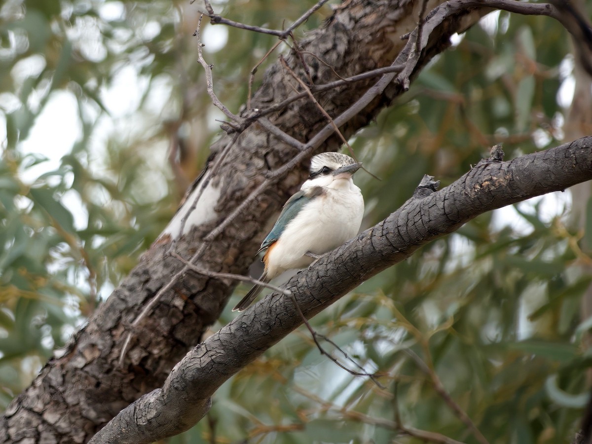 Red-backed Kingfisher - ML637958576