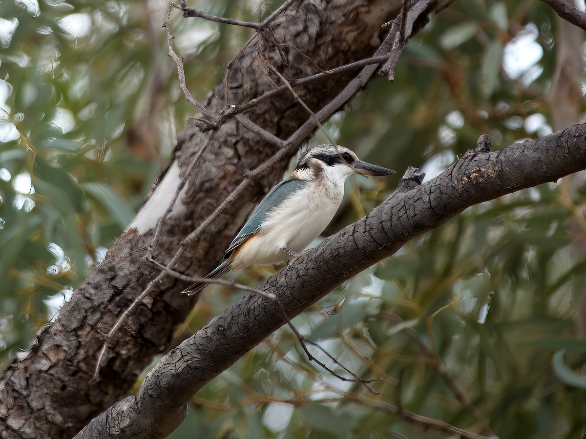 Red-backed Kingfisher - ML637958578