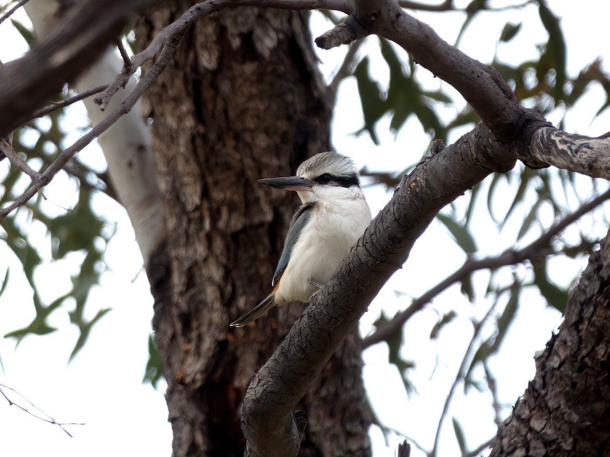 Red-backed Kingfisher - ML637958579