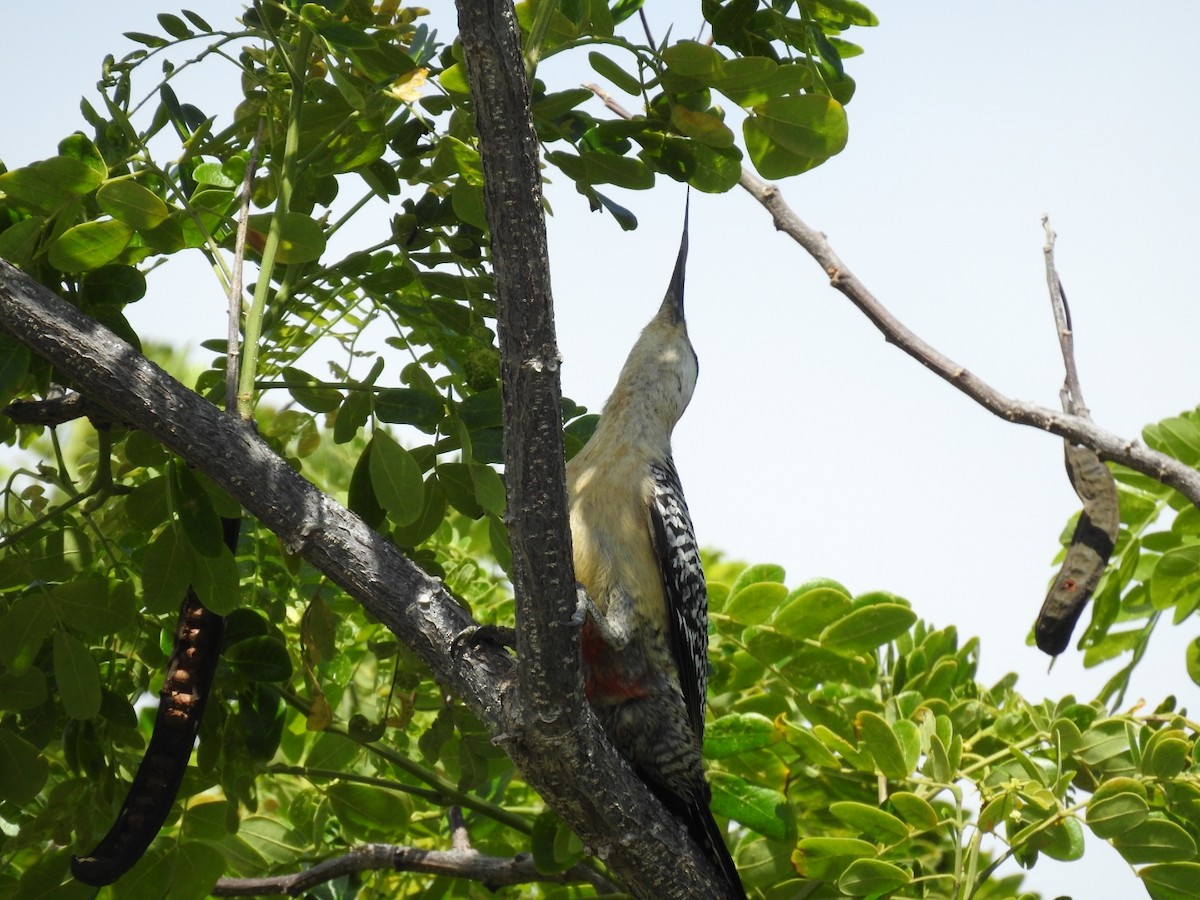 West Indian Woodpecker - ML637958601