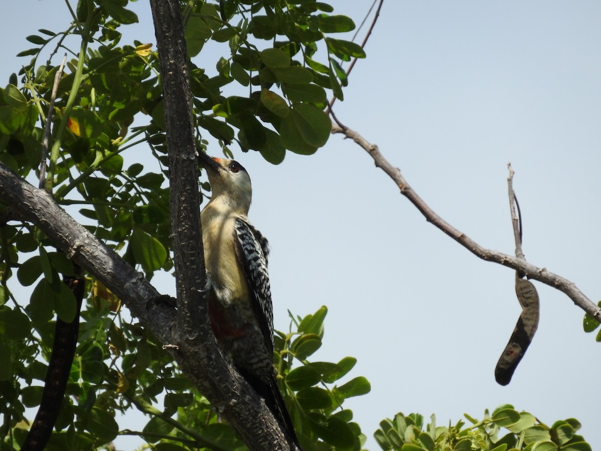 West Indian Woodpecker - ML637958602