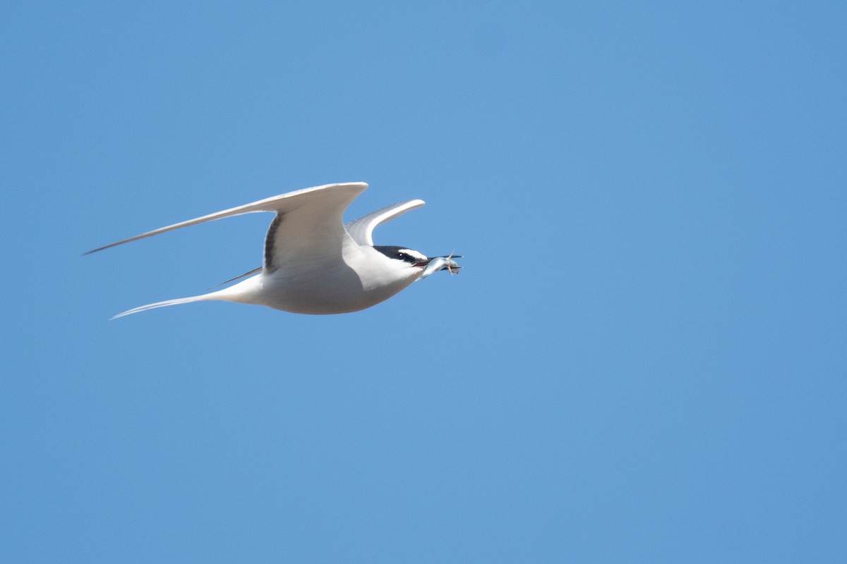 Aleutian Tern - ML637958651