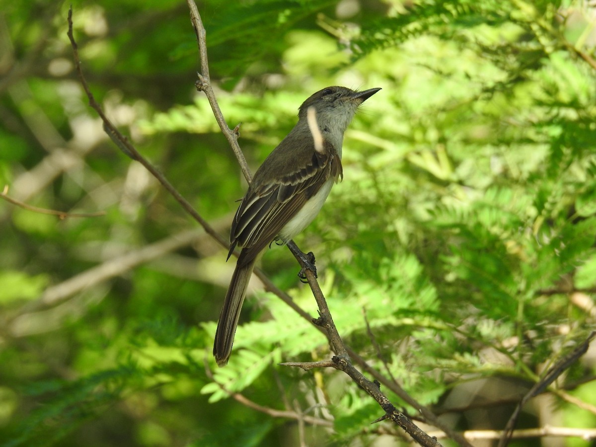 La Sagra's Flycatcher - ML637958687