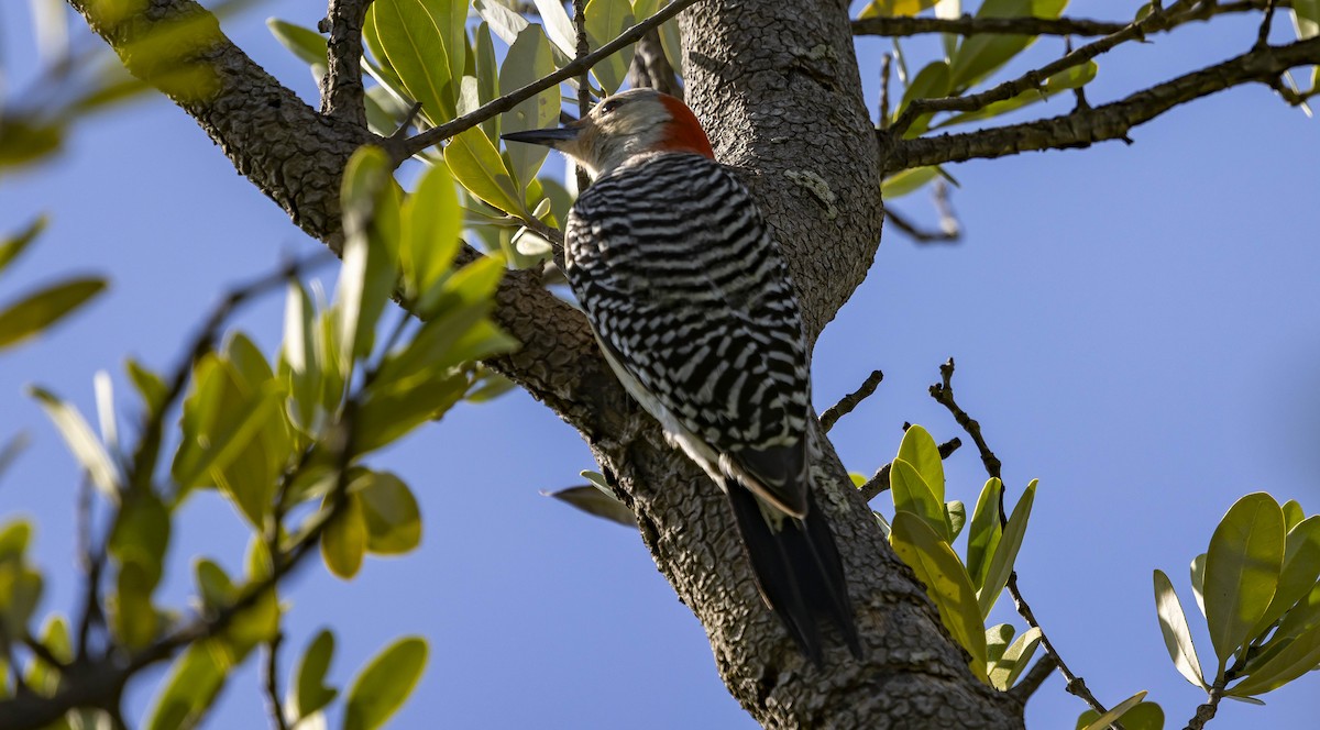 Red-bellied Woodpecker - ML637958697