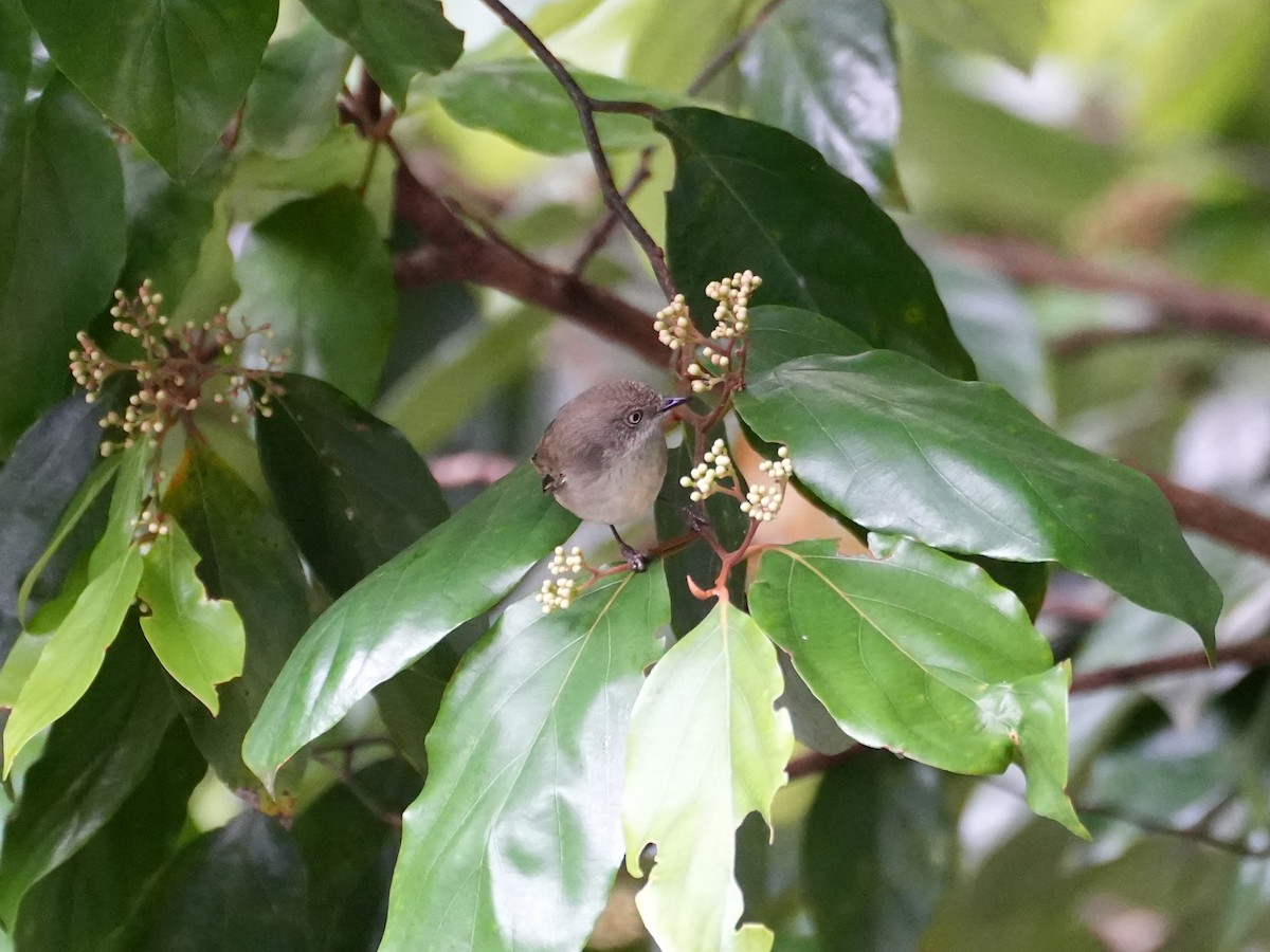 Mountain Thornbill - ML637958716