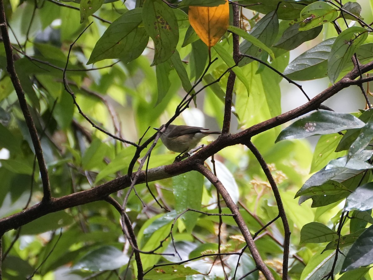 Mountain Thornbill - ML637958719