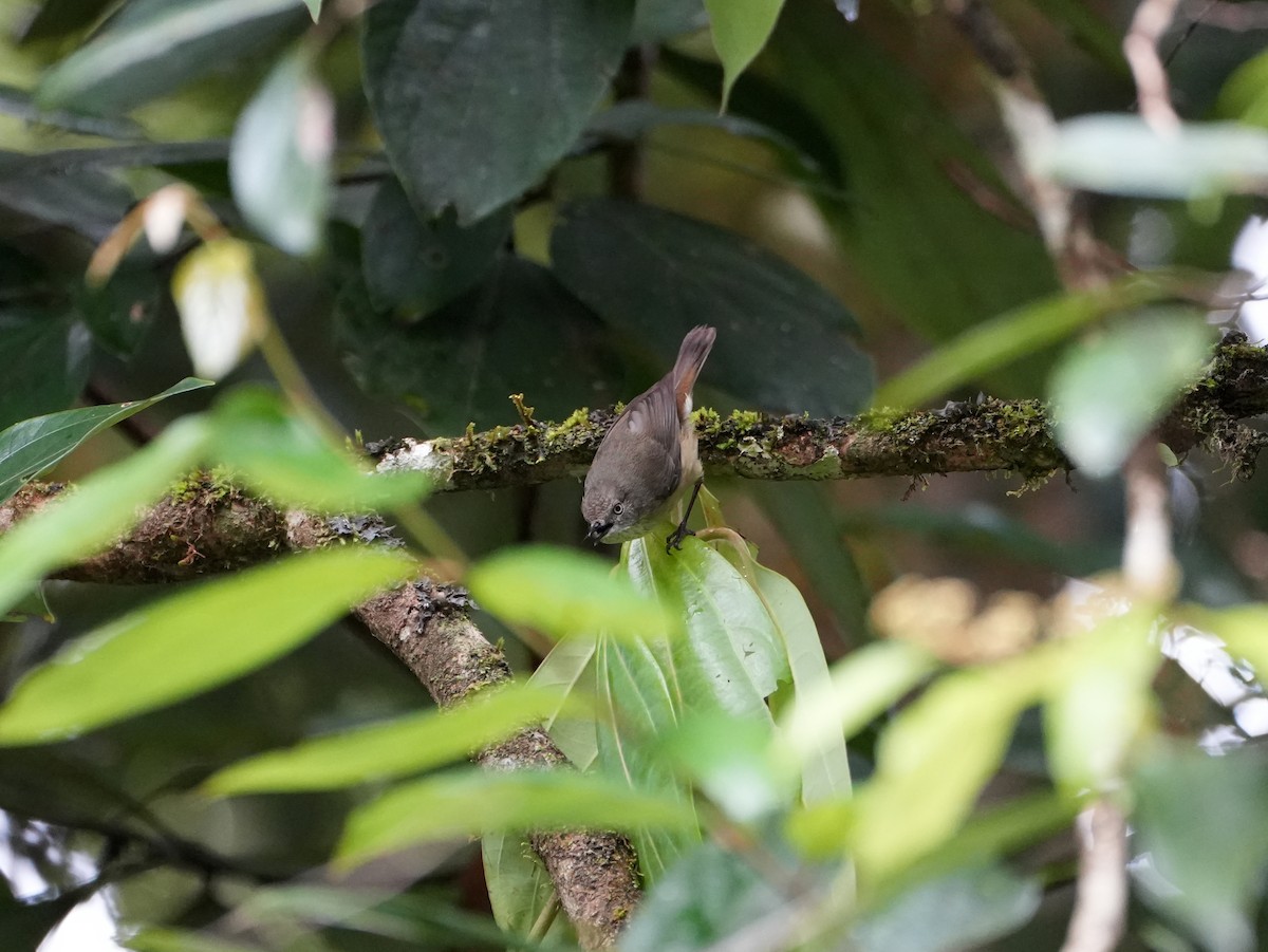 Mountain Thornbill - ML637958723