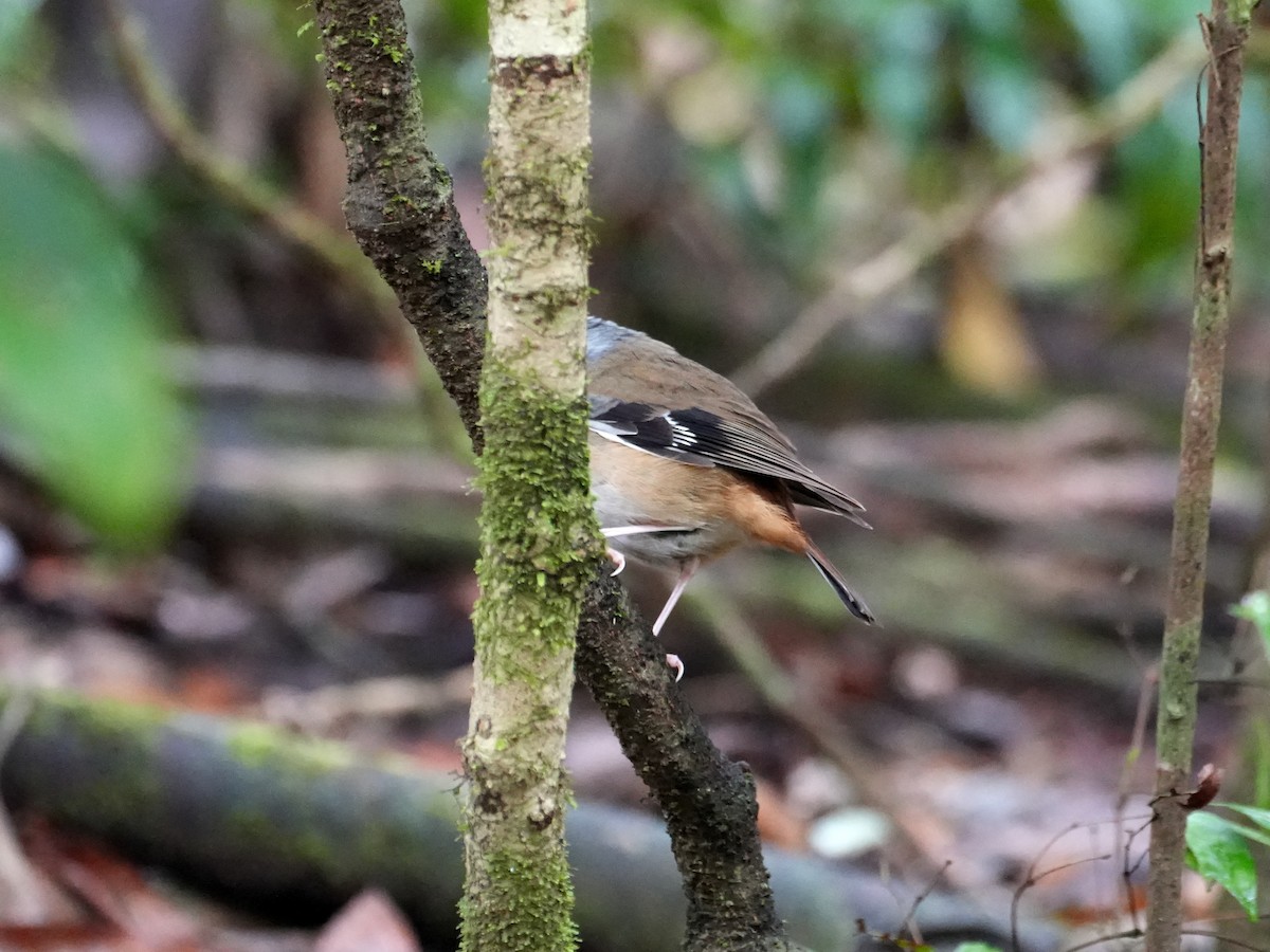 Gray-headed Robin - ML637958727