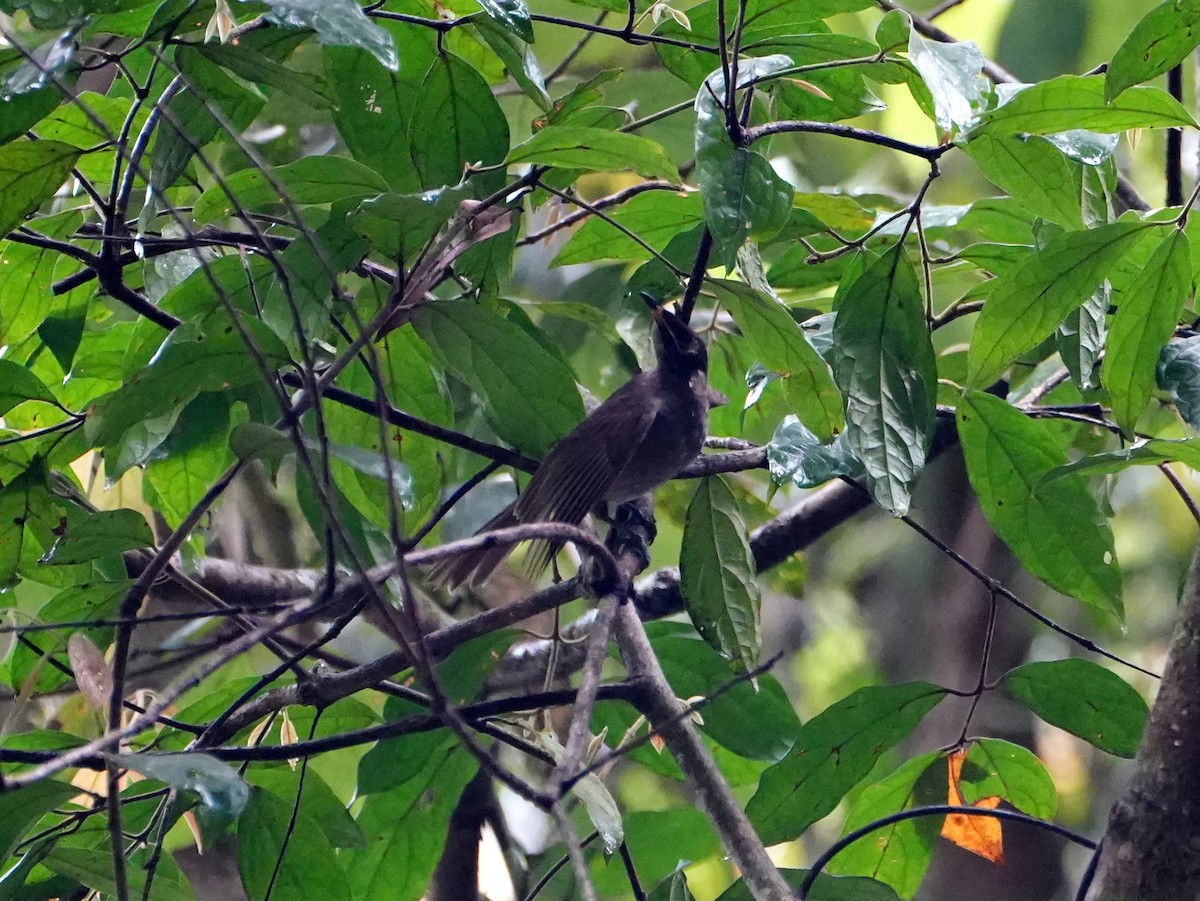 Bridled Honeyeater - ML637958754