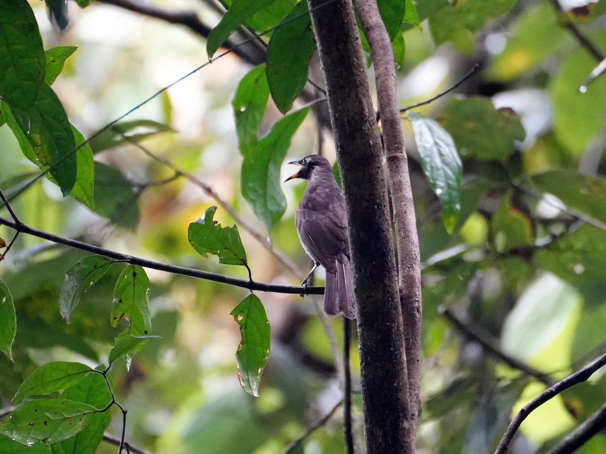 Bridled Honeyeater - ML637958757