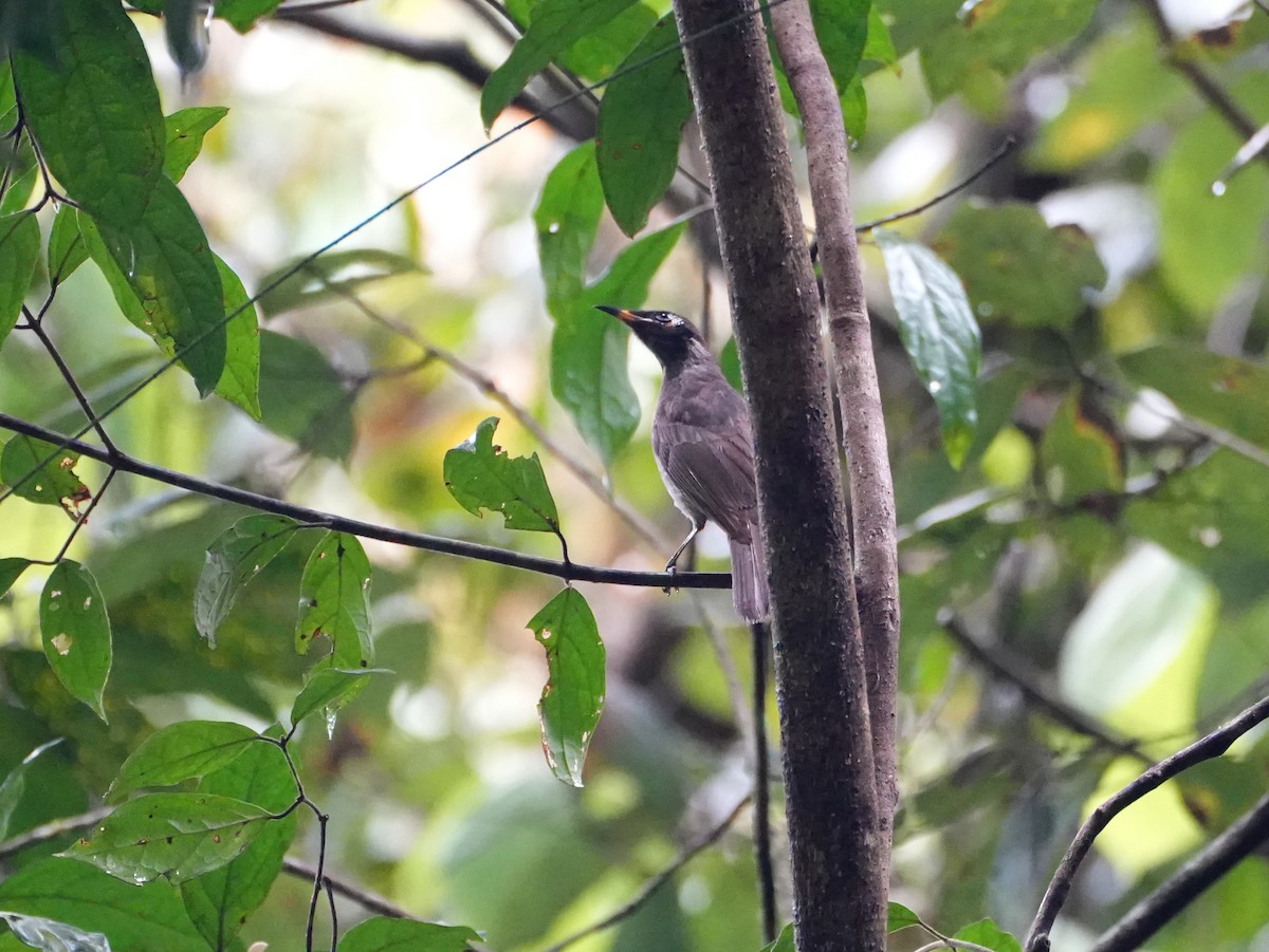 Bridled Honeyeater - ML637958758