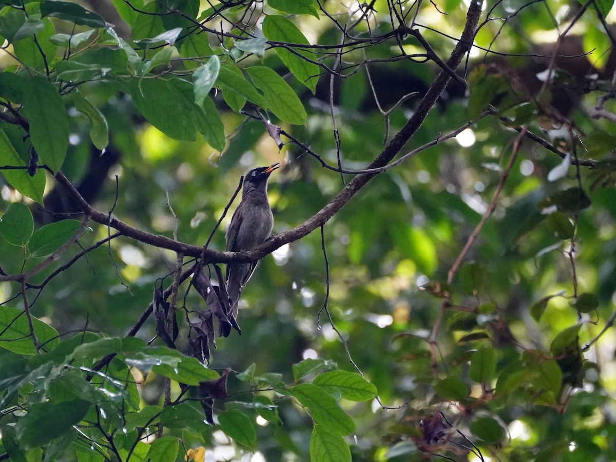 Bridled Honeyeater - ML637958759