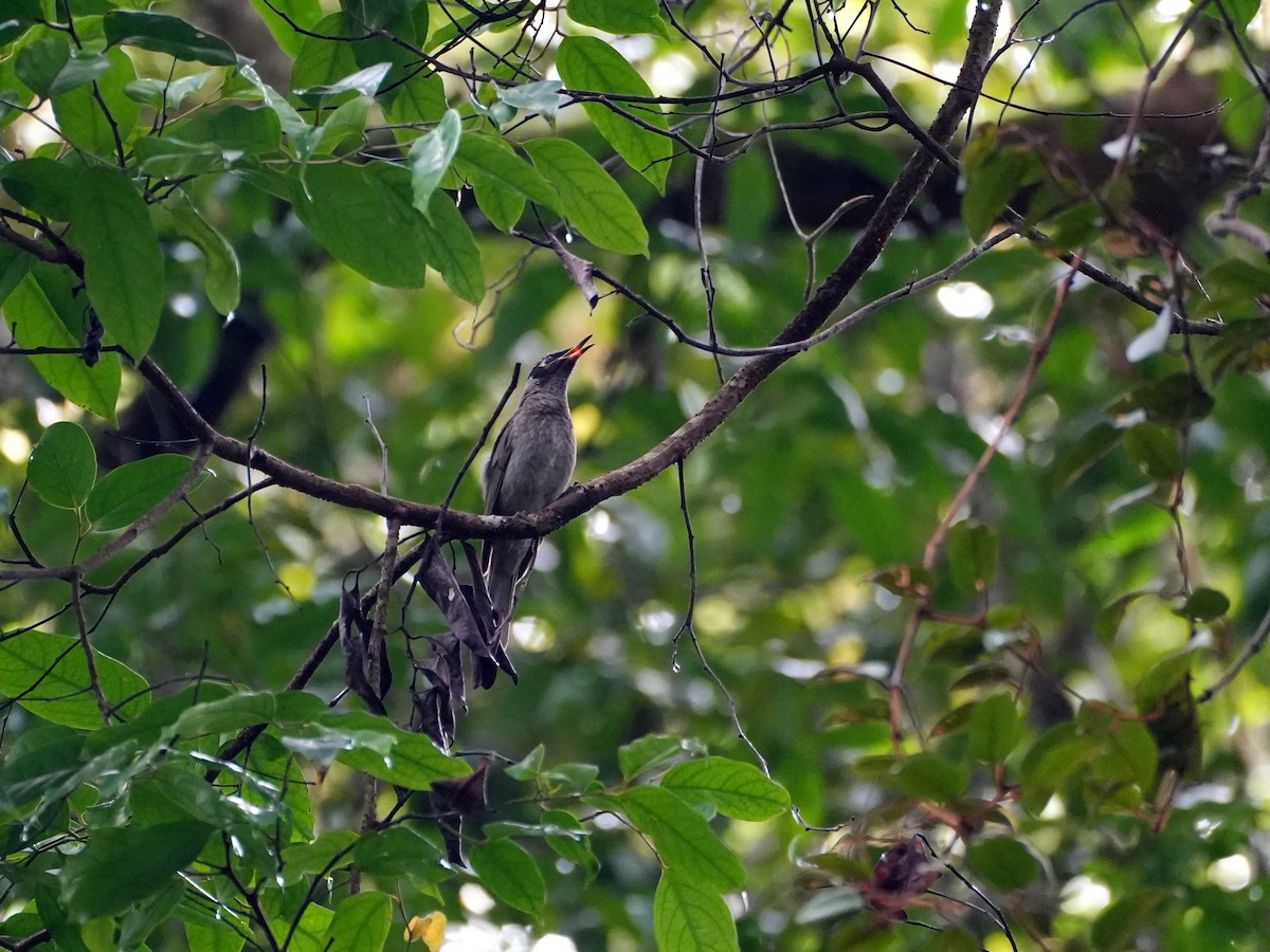 Bridled Honeyeater - ML637958760