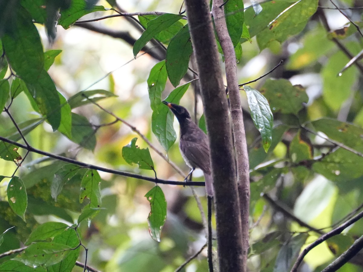Bridled Honeyeater - ML637958761