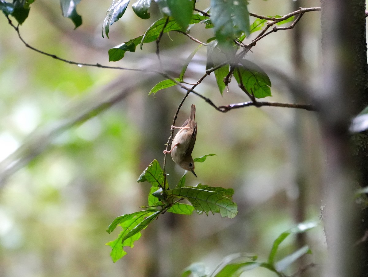 Large-billed Scrubwren - ML637958768