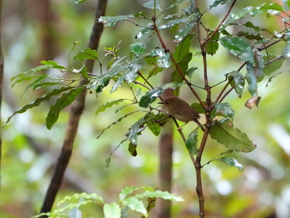 Large-billed Scrubwren - ML637958769