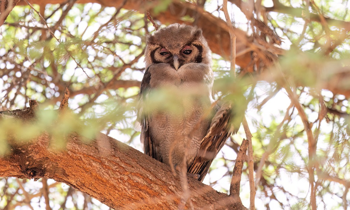 Verreaux's Eagle-Owl - ML637958804