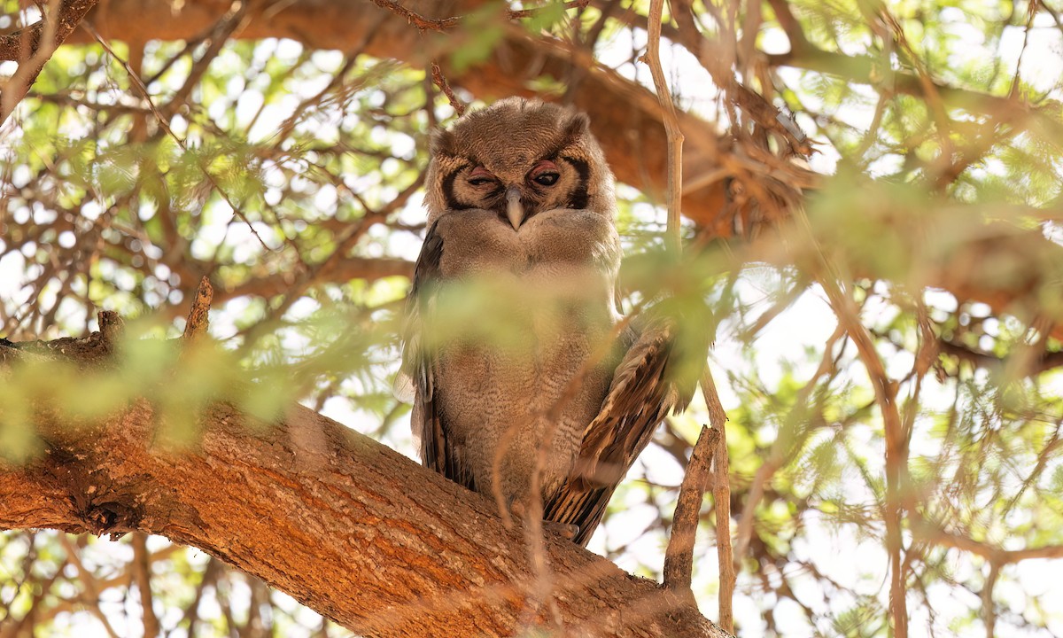Verreaux's Eagle-Owl - ML637958805