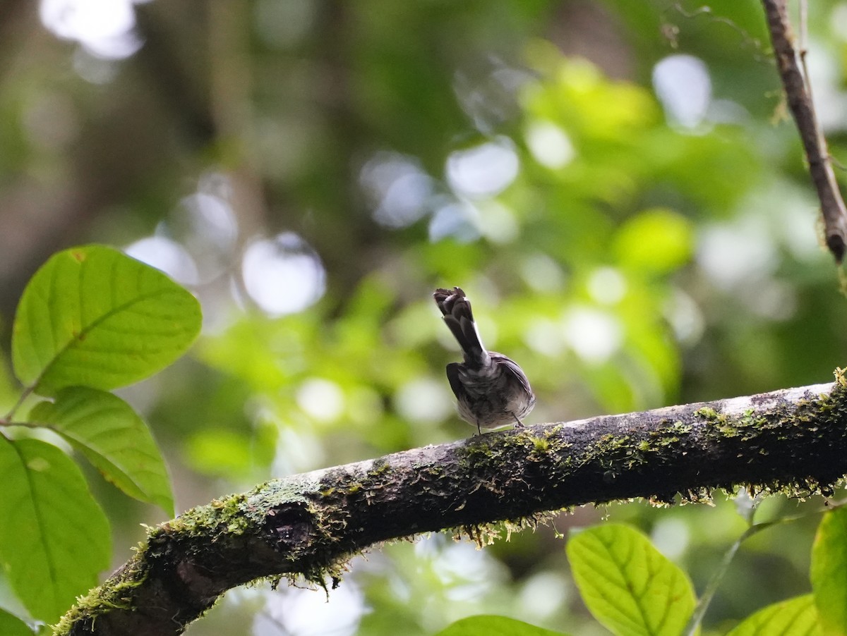 Gray Fantail - ML637958808