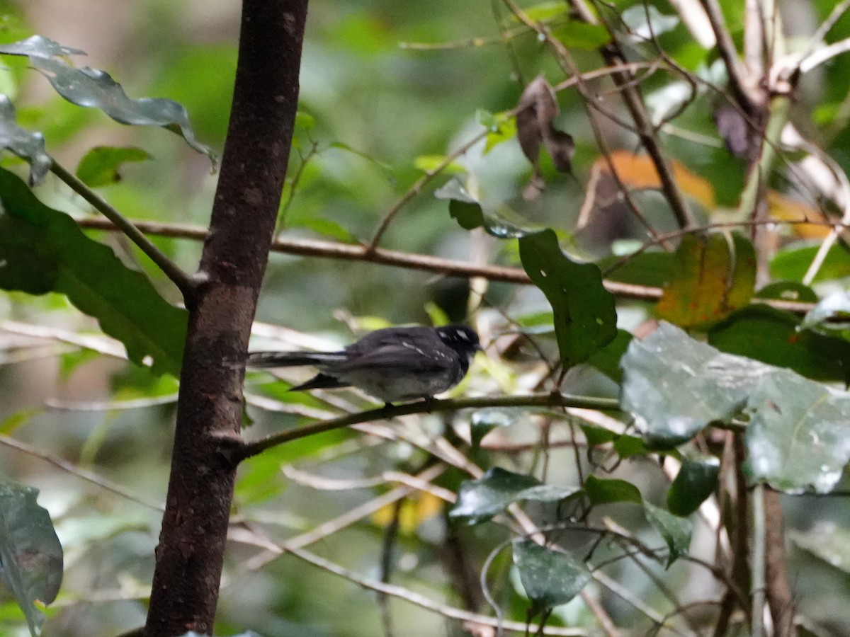 Gray Fantail - ML637958809