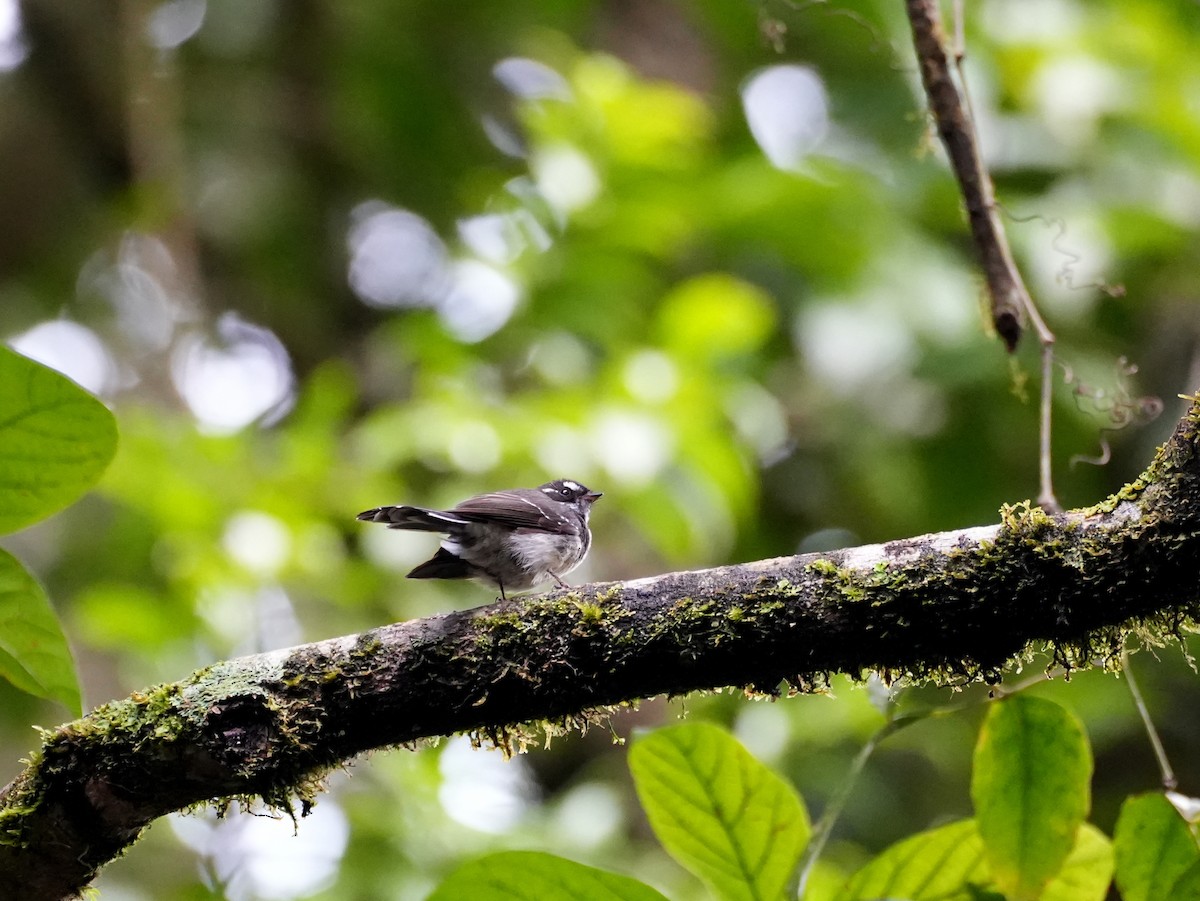 Gray Fantail - ML637958810