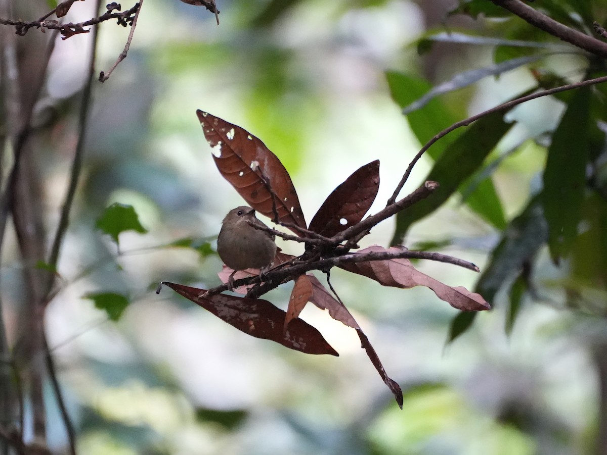 Large-billed Scrubwren - ML637958816