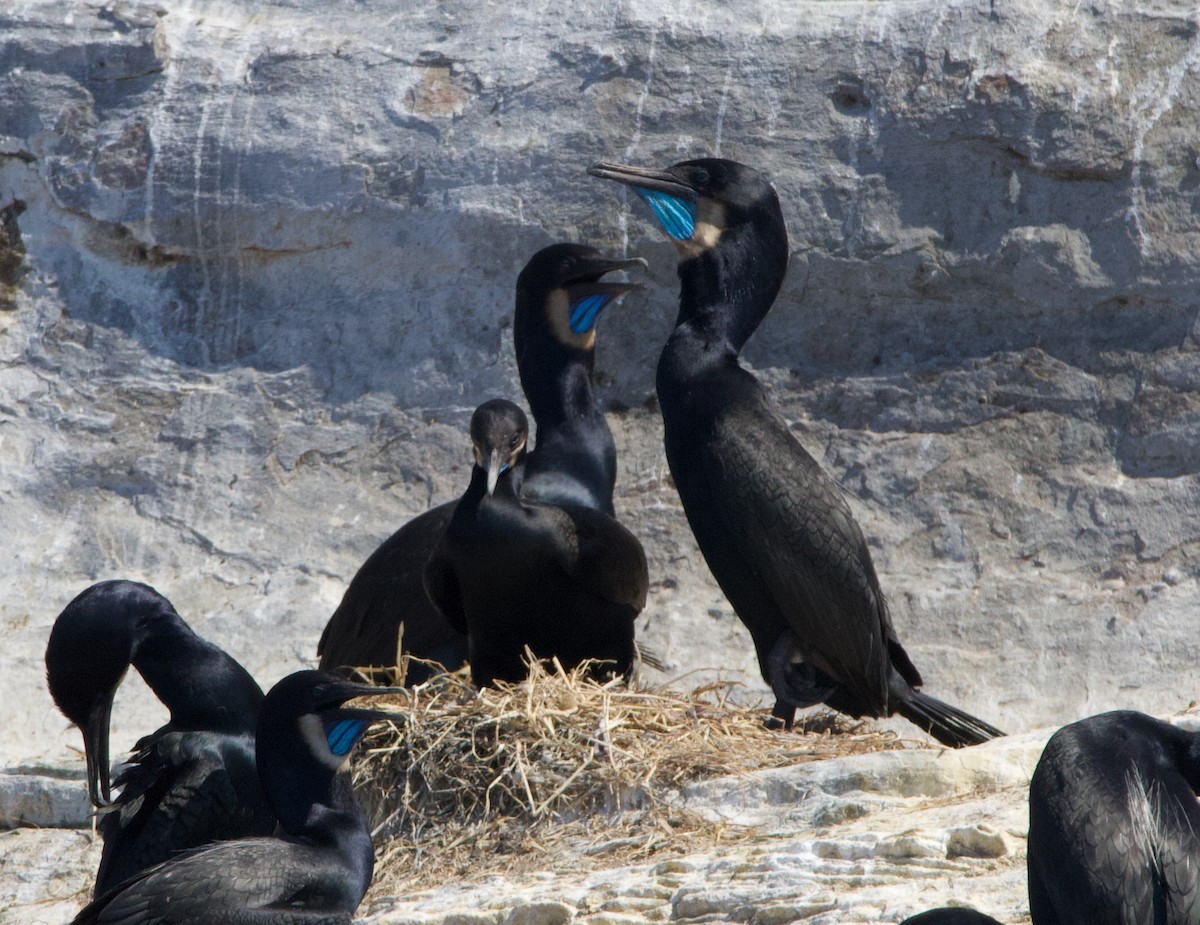 Brandt's Cormorant - ML637958854