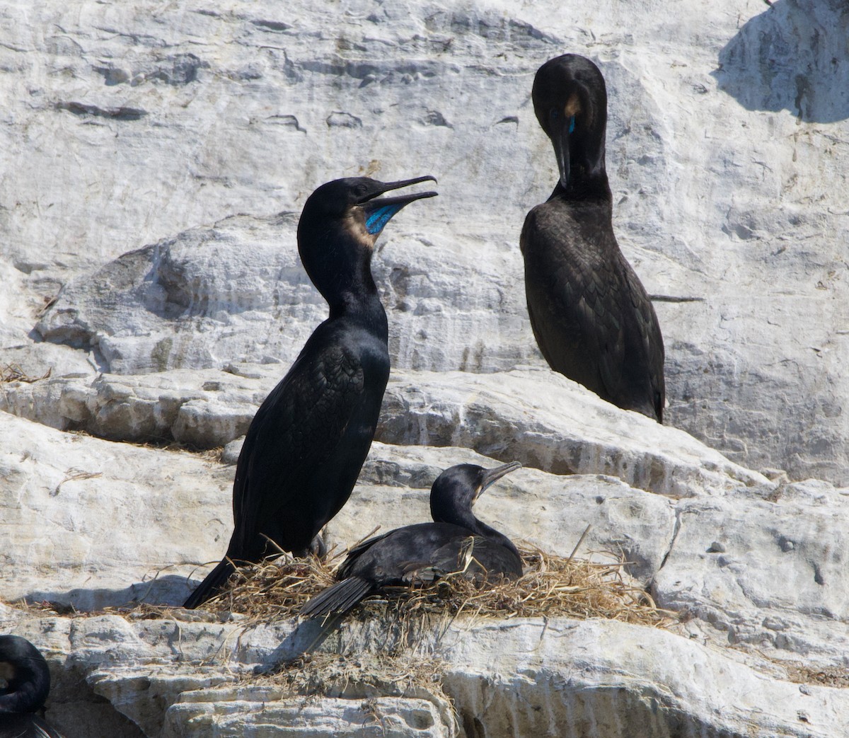 Brandt's Cormorant - ML637958855