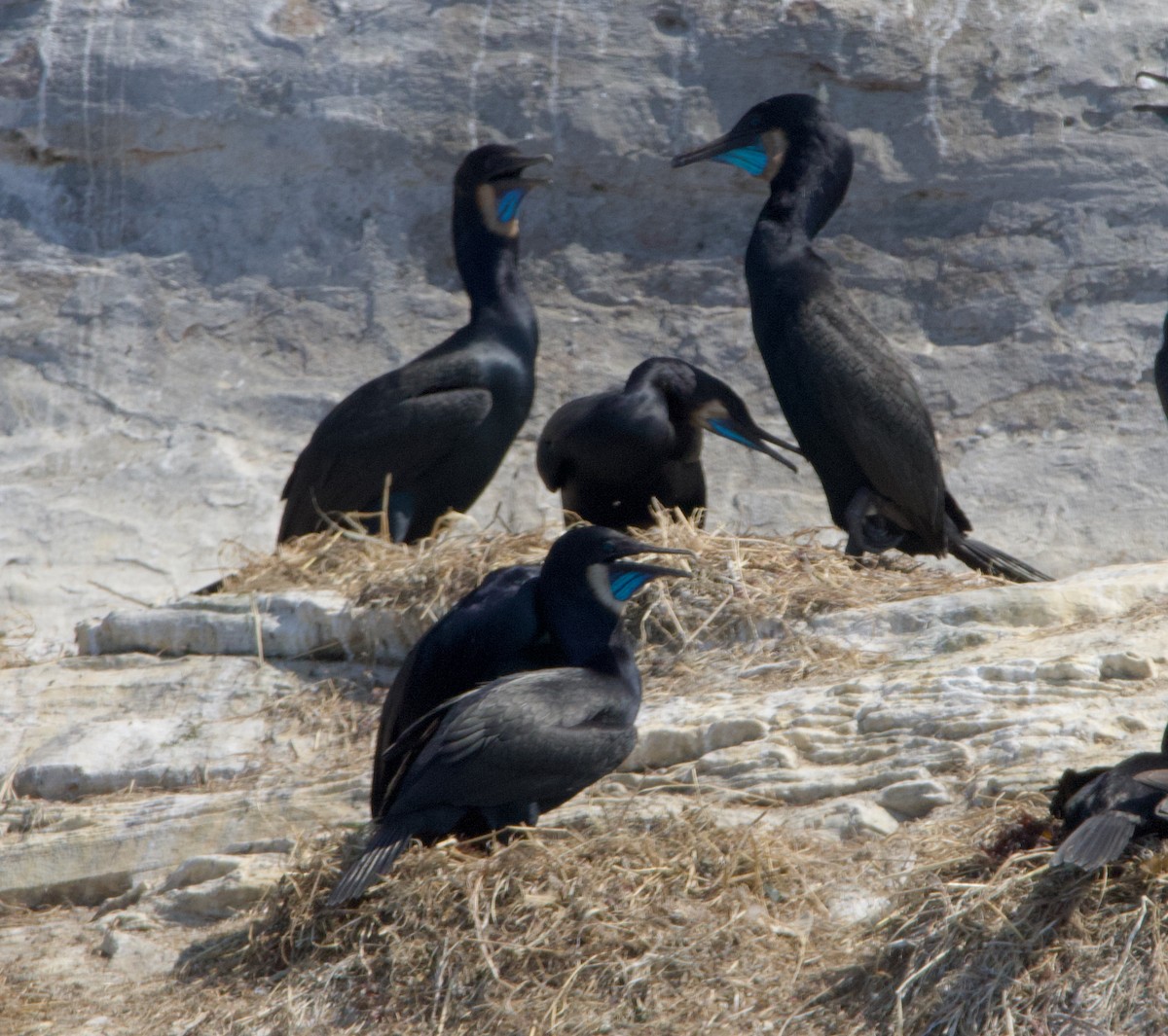 Brandt's Cormorant - ML637958856
