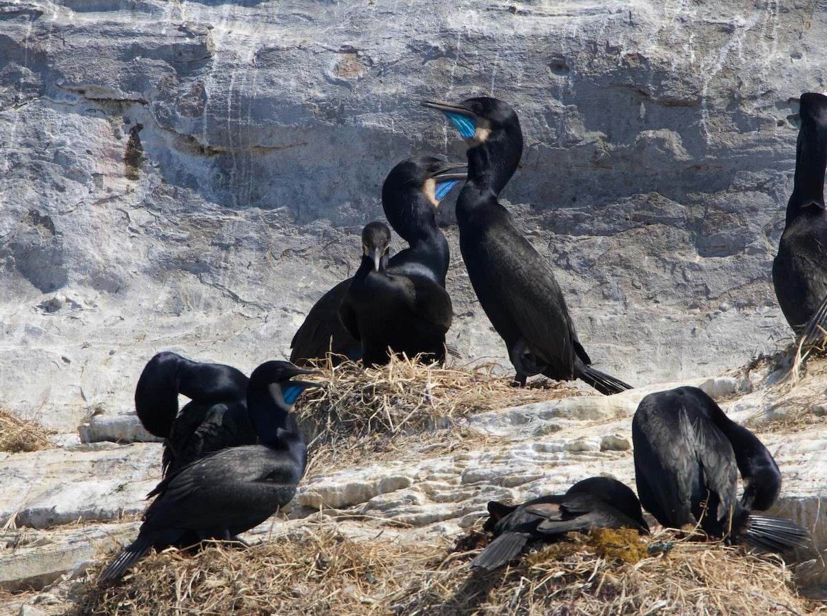 Brandt's Cormorant - ML637958857
