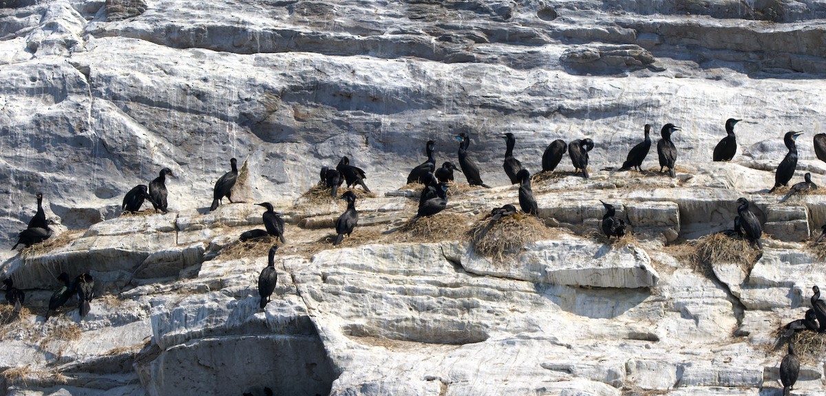 Brandt's Cormorant - ML637958858