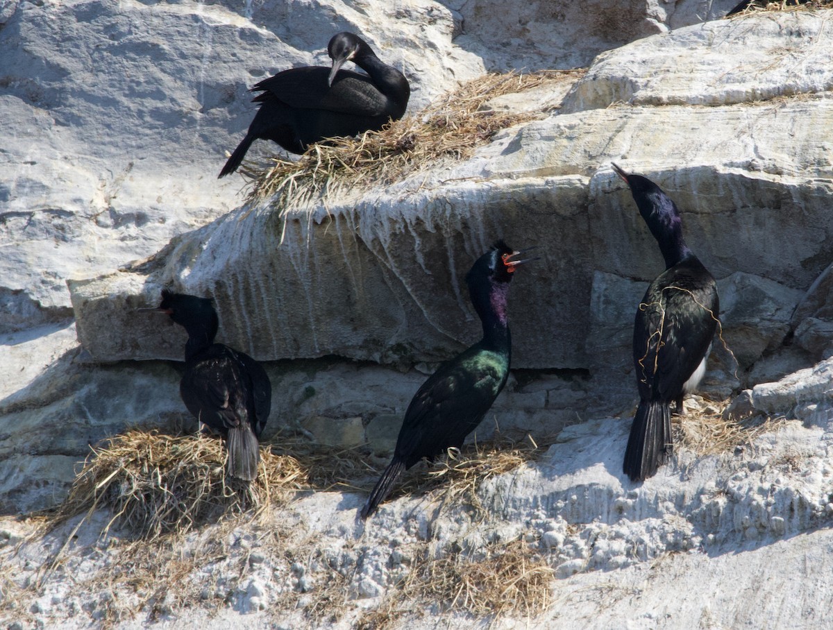 Pelagic Cormorant - ML637958861