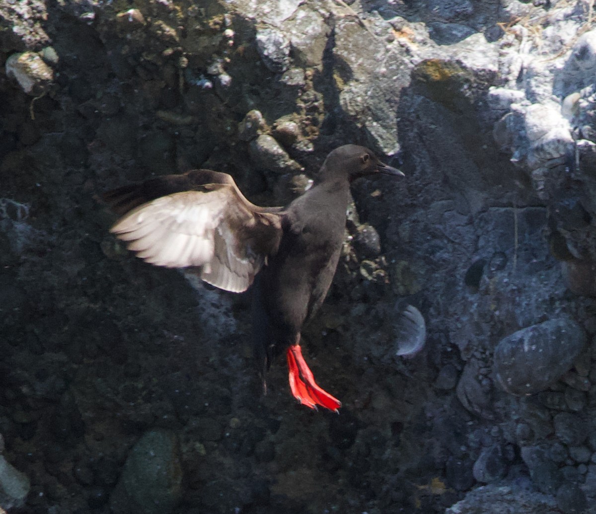 Pigeon Guillemot - ML637958863